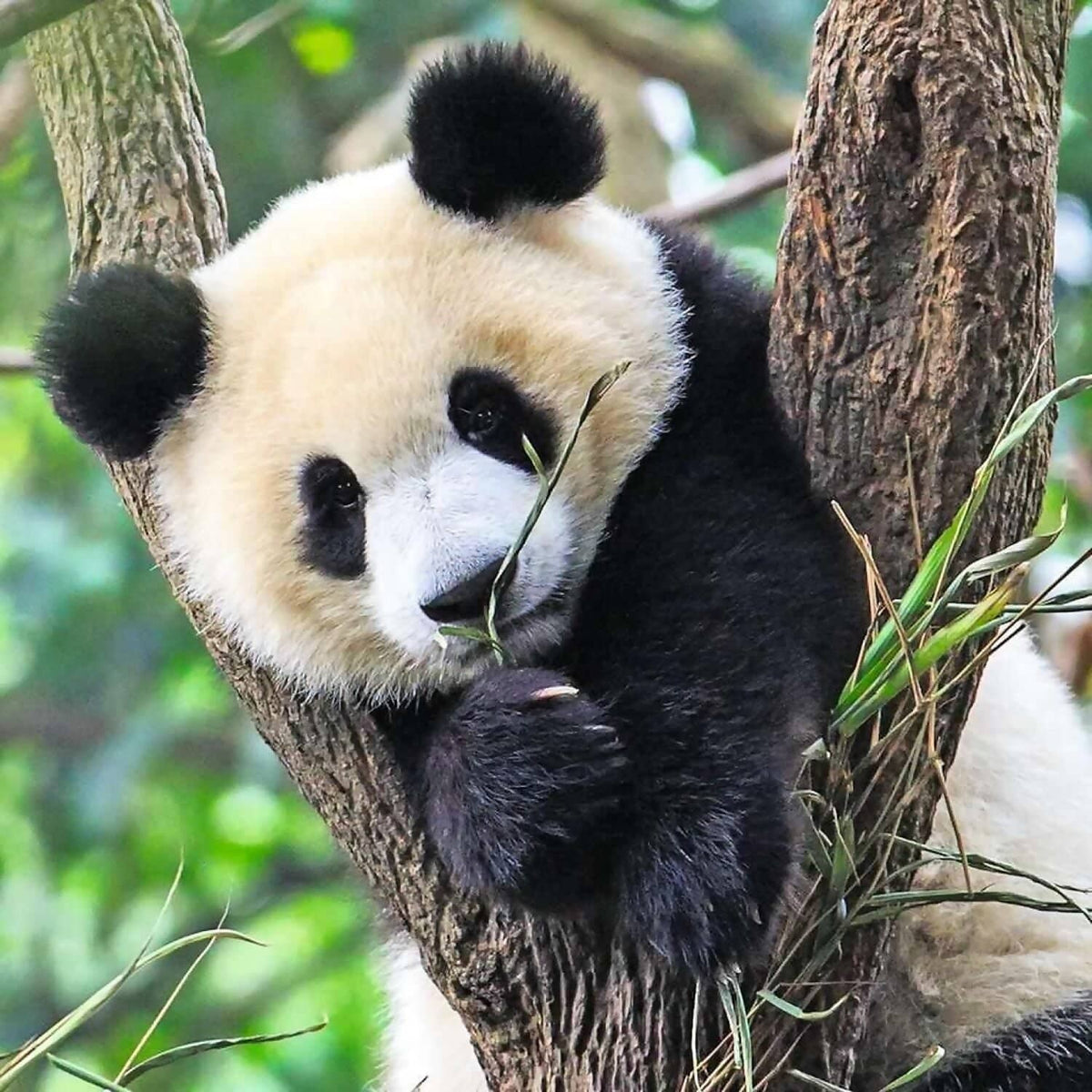 Ravensburger - Panda Lion And Tiger Jigsaw Puzzle 3 X 49pc